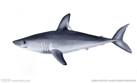 水彩鲨鱼