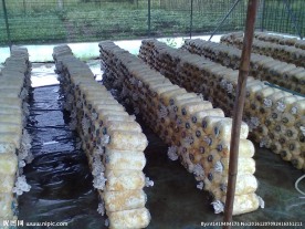 无菌蘑菇种植鹏