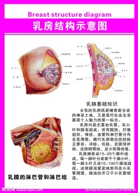乳房结构示意图