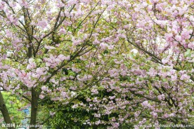 樱花树