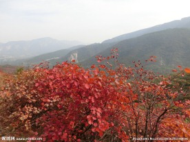 嵩山红叶