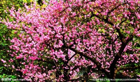 梅花 红梅