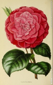绘画花卉