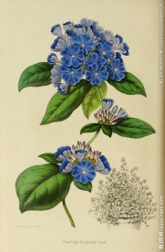 绘画花卉