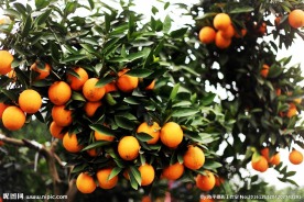 桔子  果园