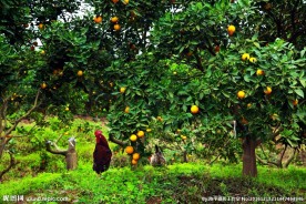 果园 绿树