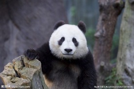 大熊猫