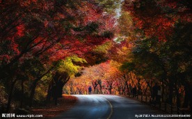 红枫叶