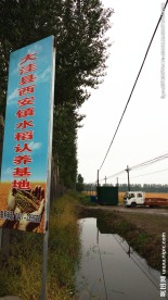稻田地