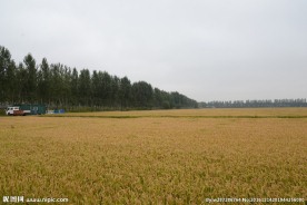 林边稻田地
