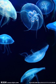 水母