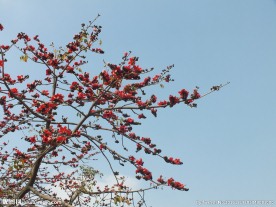 木棉树 木棉花