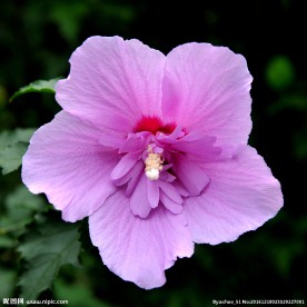 木槿花 粉红花朵 花瓣 花蕊