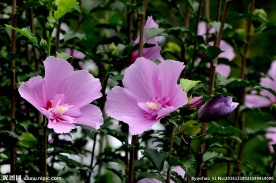 木槿花 粉红花朵 花瓣 花蕊