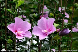木槿花 粉红花朵 花瓣 花蕊