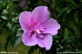 木槿花 粉红花朵 花瓣 花蕊
