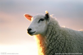 可爱白色绵羊高清摄影图片