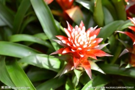 花草