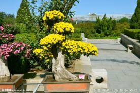 花草