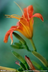 黄花摄影