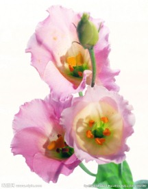鲜花摄影
