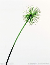 花草摄影
