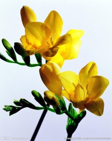 迎春花