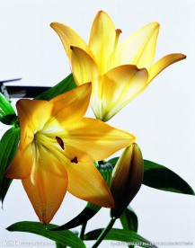 鲜花 摄影
