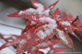 初雪红叶
