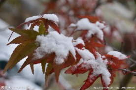 初雪红叶
