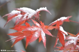初雪红叶