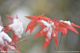 初雪红叶