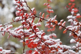 红叶初雪