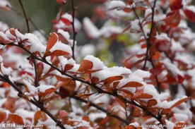 红叶初雪