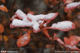 红叶初雪