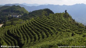 茶园 茶地