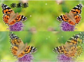 花朵上的蝴蝶微距特写梦幻视频
