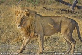 狮子