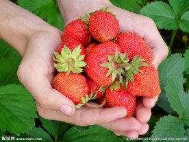 草莓