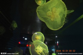 海洋生物