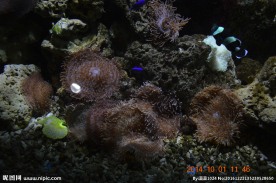 海洋生物