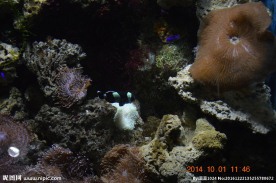 海洋生物