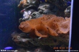 海洋生物