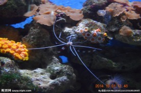 海洋生物