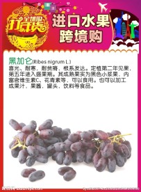 黑加仑
