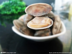 杂色蛤 蛤蜊 花甲 即食海鲜