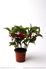 花盆
