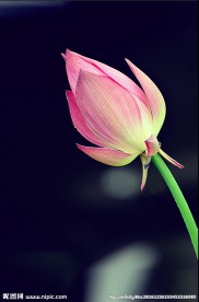 荷花花蕾
