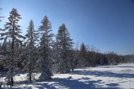 落雪树木