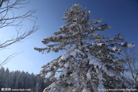 落雪树木